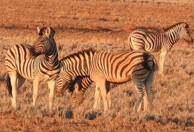 Namibie, Zimbabwe & Botswana - Circuit & safari