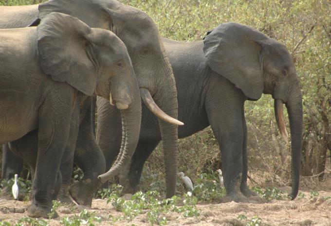 Ghana - Natura, storia e mare - Tour e soggiorno balneare