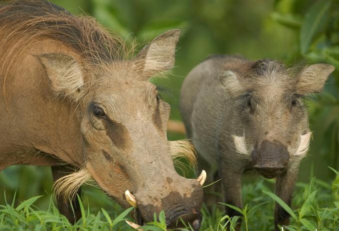 Ghana - Natura, storia e mare - Tour e soggiorno balneare