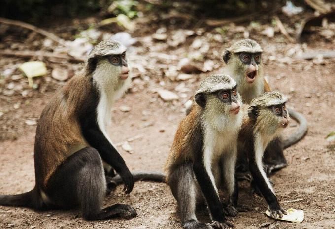 Ghana - Natura, storia e mare - Tour e soggiorno balneare