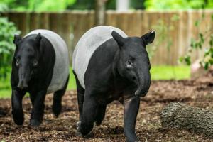 Zoo di Norimberga