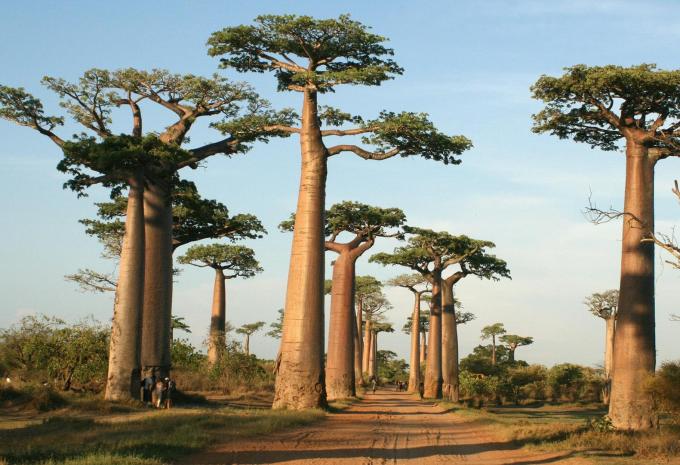 Madagaskar - Rundreise & Baden