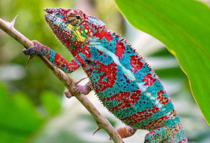 Madagaskar - Rundreise & Baden