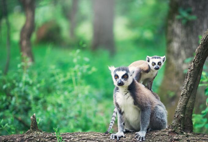 Madagaskar - Rundreise & Baden