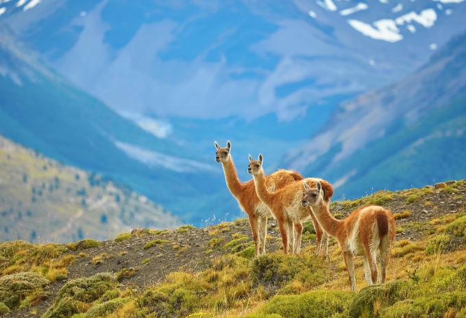 Tour de l'Amérique du Sud - Circuit & crosière