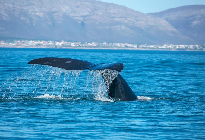 Südafrika - Kruger, Le Cap, Wale - Circuit et safari