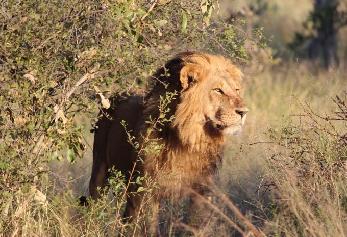 Südafrika - Kruger, Le Cap, Wale - Circuit et safari