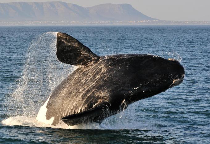 Südafrika - Kruger, Le Cap, Wale - Circuit et safari