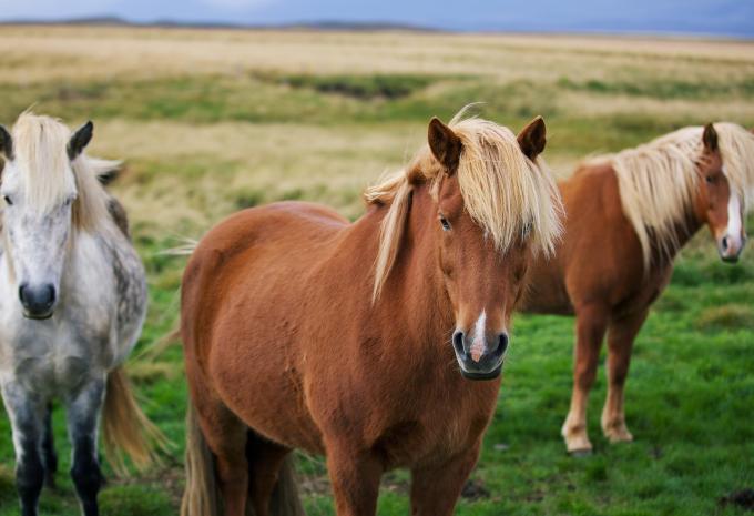 Islandpferde, Island Islandpferde, Island