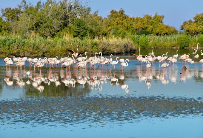 Camargue