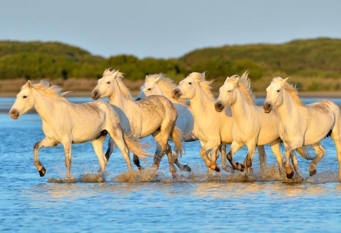 Camargue