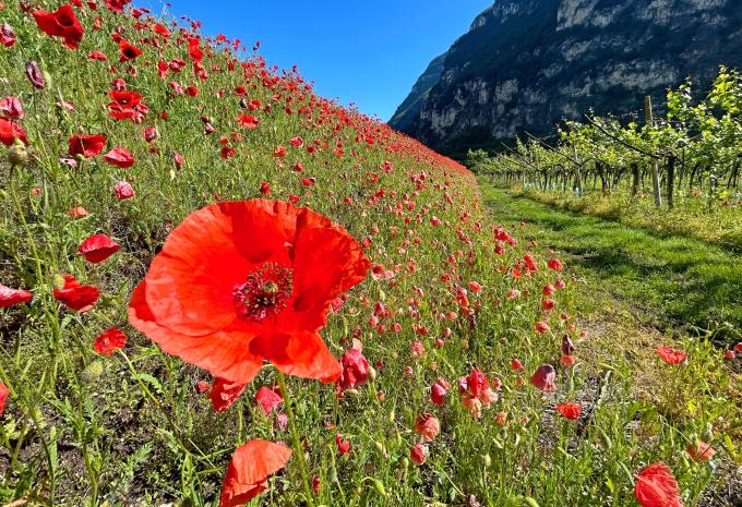 Von Verona zum Gardasee - Weinwandern im Valpolicella