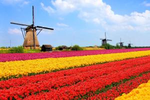 Holland zur Tulpenblüte - Carreise