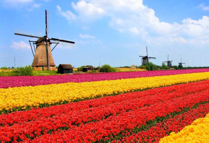 Holland zur Tulpenblüte - Carreise