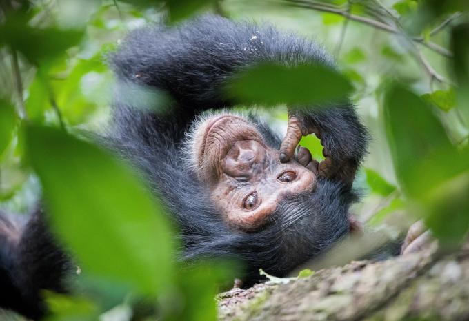 Ouganda - La perle de l'Afrique - Circuit