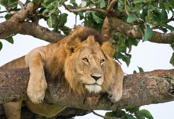 Ouganda - La perle de l'Afrique - Circuit