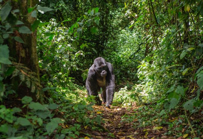 Ouganda - La perle de l'Afrique - Circuit