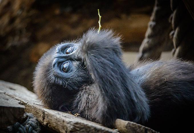 Ouganda - La perle de l'Afrique - Circuit