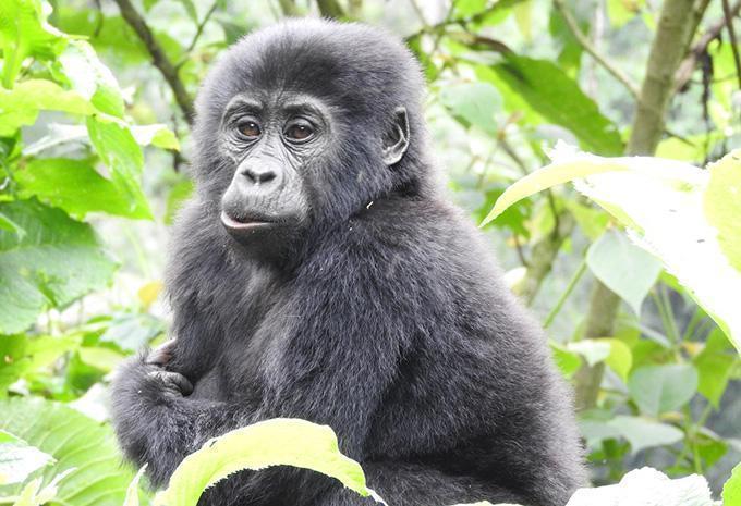 Ouganda - La perle de l'Afrique - Circuit