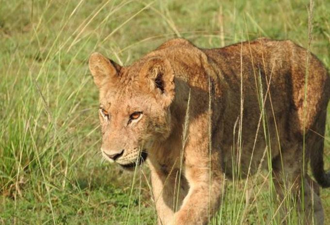 Ouganda - La perle de l'Afrique - Circuit