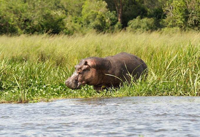 Ouganda - La perle de l'Afrique - Circuit