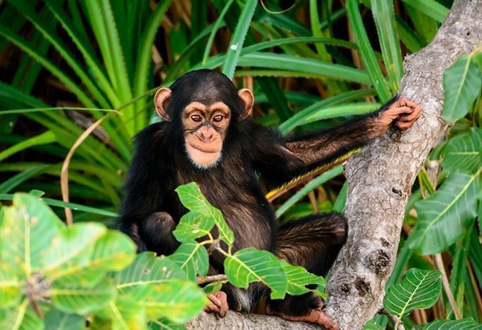 Ouganda - La perle de l'Afrique - Circuit
