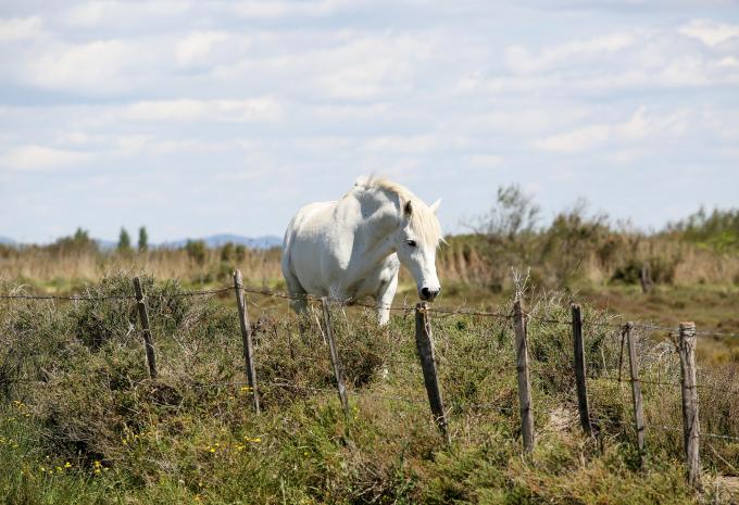 Provence zur Lavendelblüte - Carreise