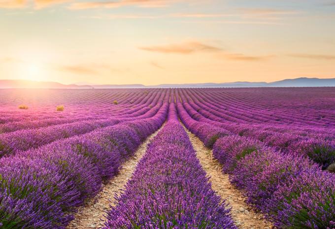 Provence zur Lavendelblüte - Carreise