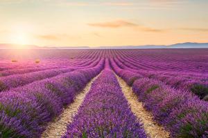 Provence zur Lavendelblüte - Carreise
