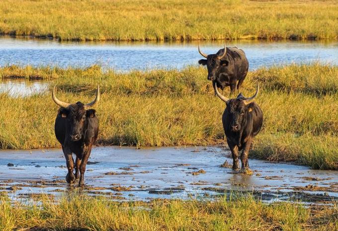 Stiere in der Camargue