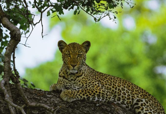 Zambie - Circuit à travers le dernier secret safari d'Afrique