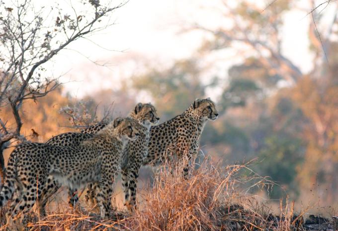 Zambie - Circuit à travers le dernier secret safari d'Afrique