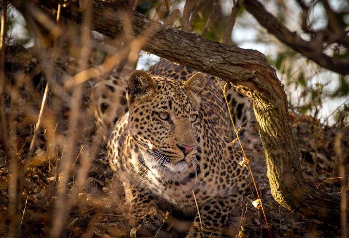 Zambie - Circuit à travers le dernier secret safari d'Afrique