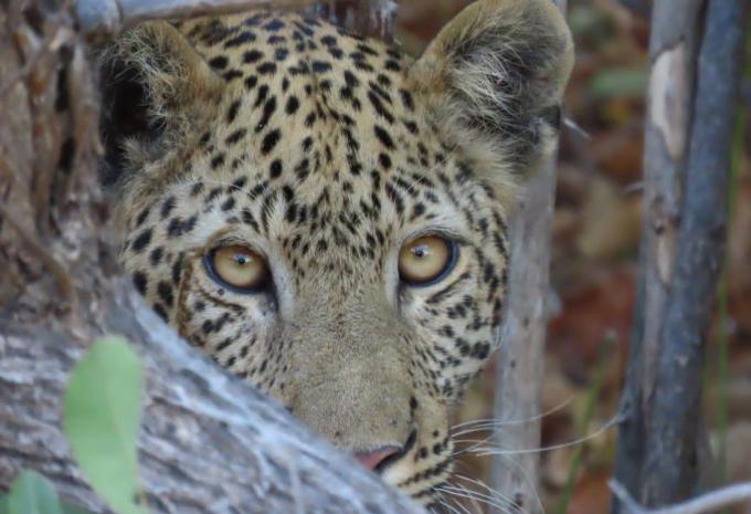 Zambie - Circuit à travers le dernier secret safari d'Afrique