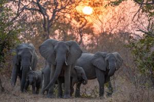 Zambia - Tour attraverso l'ultimo segreto safari dell'Africa