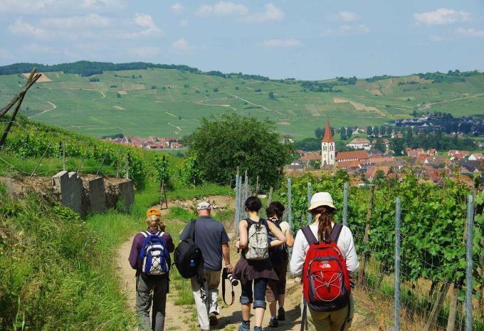 Des vignobles aux sommets des Vosges - Randonnée en Alsace