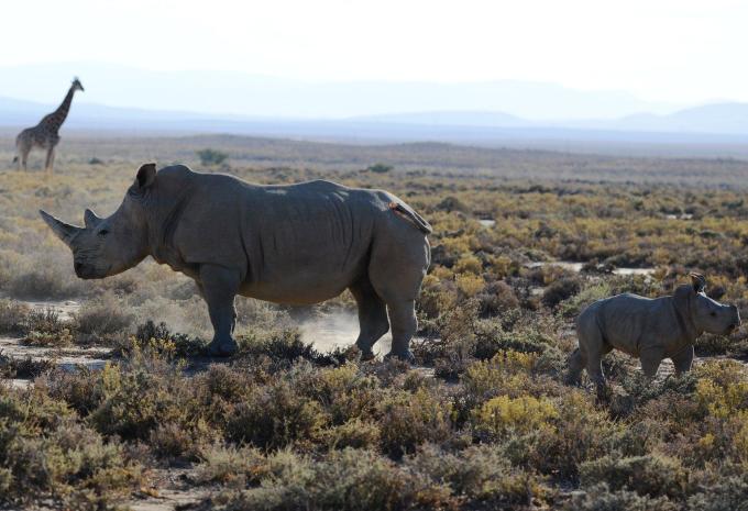 Tanzanie - Safari à travers le nord fascinant