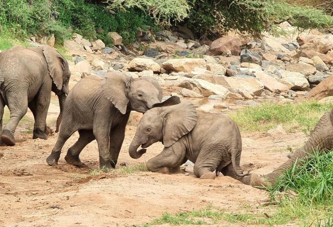 Tanzanie - Safari à travers le nord fascinant