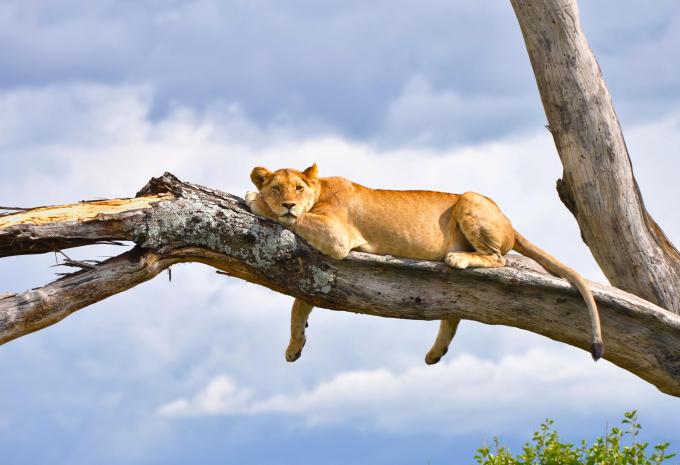 Tanzanie - Safari à travers le nord fascinant