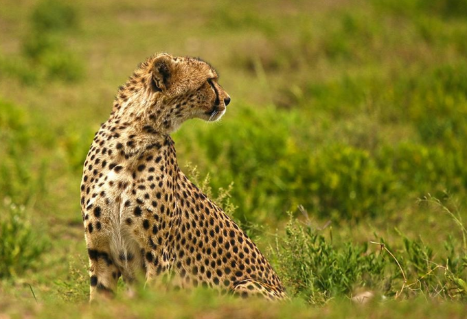 Tanzanie - Safari à travers le nord fascinant