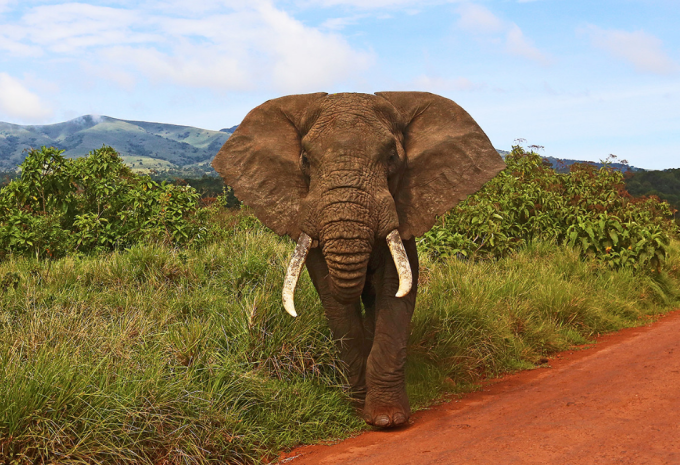 Tanzanie - Safari à travers le nord fascinant