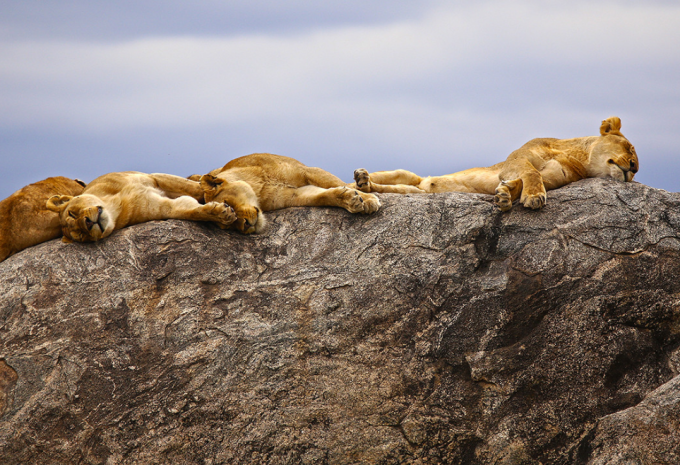 Tanzanie - Safari à travers le nord fascinant