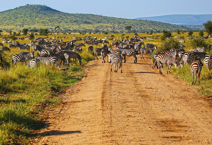 Tanzanie - Safari à travers le nord fascinant