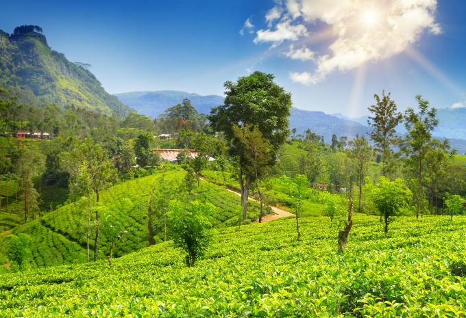 Copy: Sri Lanka et Maldives - Circuit et séjour balnéaire