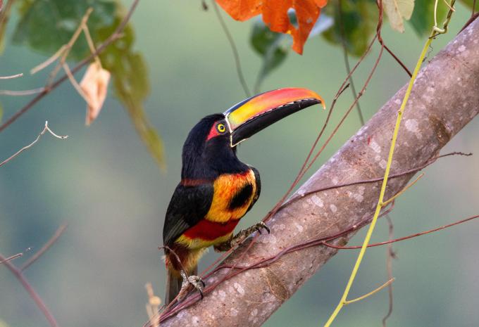 Costa Rica - Voyage randonnée