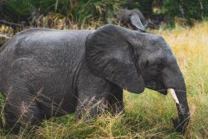Zanzibar & Selous - Safari & séjour balnéaire