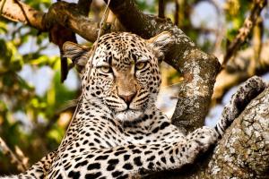 Tansania & Sansibar - Safari & Baden