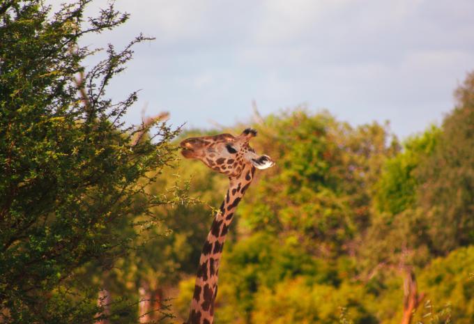 Kenya - Safari & soggiorno balneare