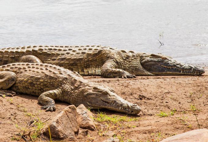 Krokodile im Tsvavo Ost-Nationalpark