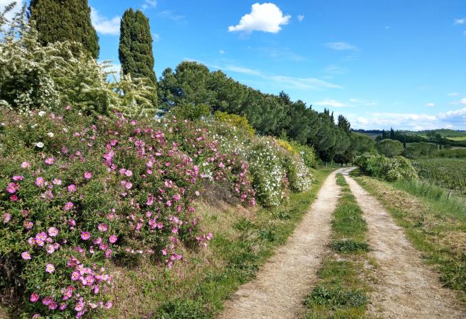 La pittoresca Toscana - Tour escursionistico